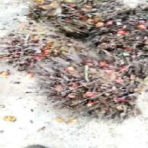 overripe_valid (162).jpg