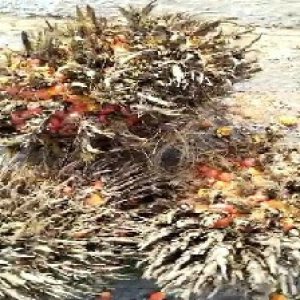 overripe_valid (183).jpg