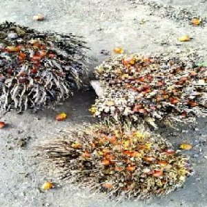 overripe_valid (184).jpg