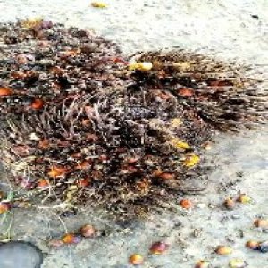 overripe_valid (186).jpg