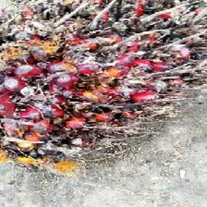 overripe_valid (2).jpg