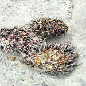 overripe_valid (210).jpg