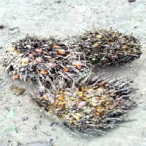 overripe_valid (211).jpg