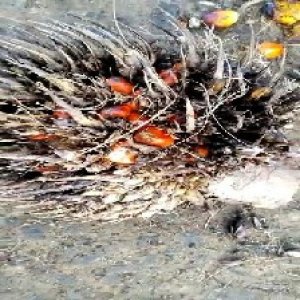 overripe_valid (22).jpg