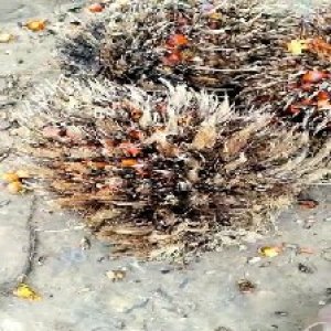 overripe_valid (221).jpg