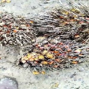 overripe_valid (227).jpg