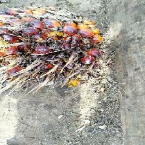 overripe_valid (23).jpg