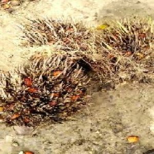 overripe_valid (232).jpg