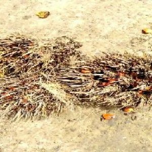 overripe_valid (233).jpg