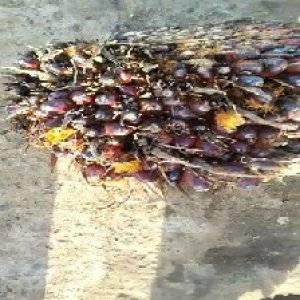 ripe_valid (100).jpg