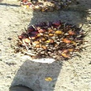 ripe_valid (102).jpg