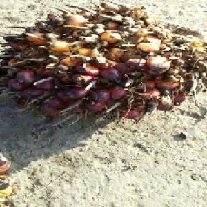 ripe_valid (103).jpg