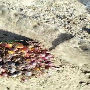 ripe_valid (105).jpg