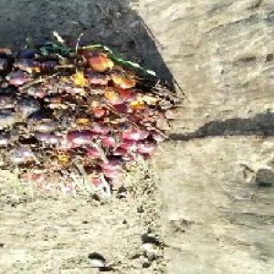 ripe_valid (106).jpg