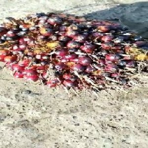 ripe_valid (108).jpg