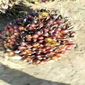 ripe_valid (110).jpg