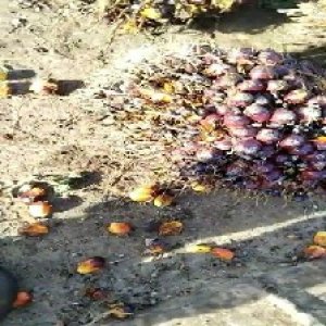 ripe_valid (111).jpg