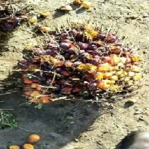 ripe_valid (116).jpg