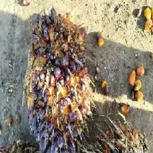 ripe_valid (117).jpg