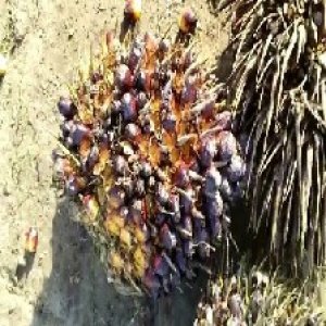 ripe_valid (118).jpg