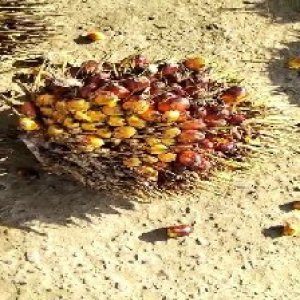 ripe_valid (120).jpg