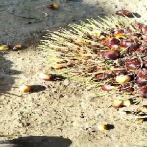 ripe_valid (121).jpg