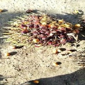 ripe_valid (122).jpg