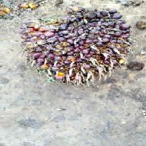 ripe_valid (126).jpg