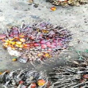 ripe_valid (127).jpg