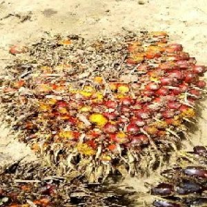 ripe_valid (128).jpg