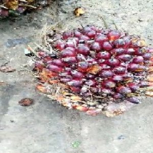 ripe_valid (130).jpg