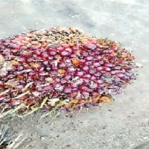 ripe_valid (131).jpg