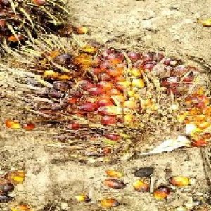 ripe_valid (133).jpg