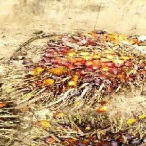 ripe_valid (134).jpg