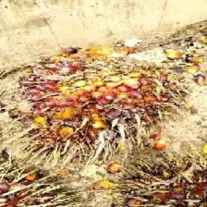 ripe_valid (135).jpg