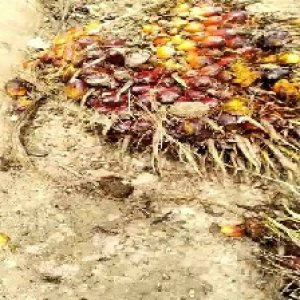 ripe_valid (137).jpg