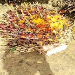 ripe_valid (138).jpg