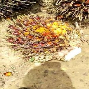 ripe_valid (140).jpg