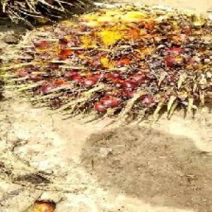 ripe_valid (142).jpg