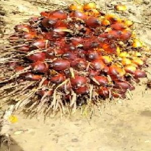 ripe_valid (143).jpg