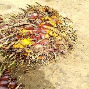 ripe_valid (151).jpg