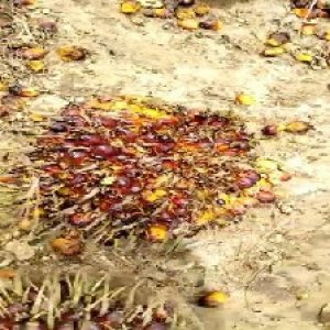 ripe_valid (168).jpg