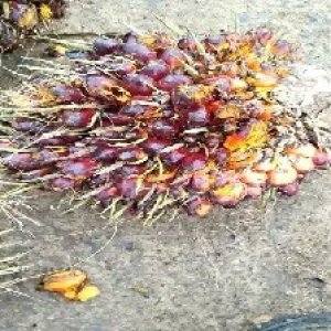 ripe_valid (184).jpg