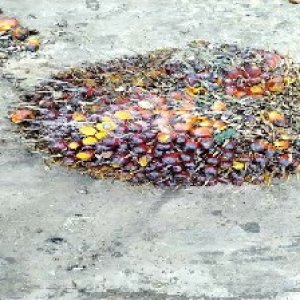 ripe_valid (220).jpg