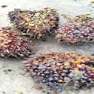 ripe_valid (227).jpg