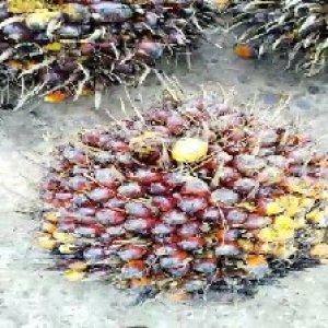 ripe_valid (232).jpg