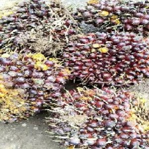 underripe_valid (100).jpg