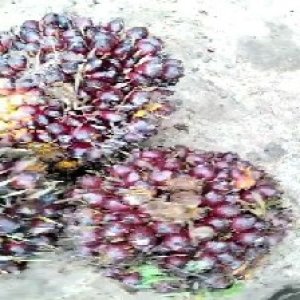 underripe_valid (104).jpg