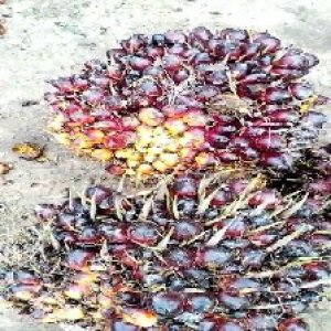 underripe_valid (105).jpg