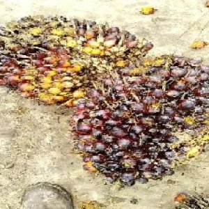 underripe_valid (107).jpg